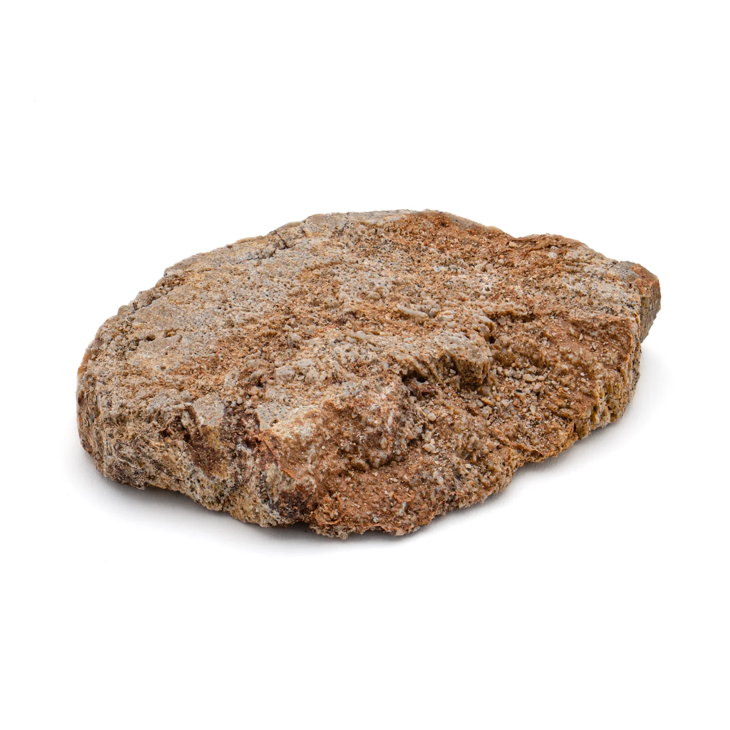 Iguanodon Bone 1.362" Cross-Section - Image 5