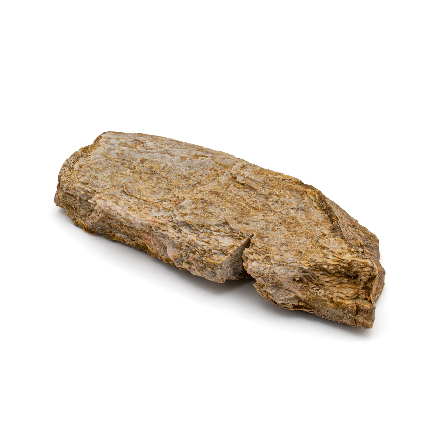 Iguanodon Bone 1.418" Cross-Section - Image 2