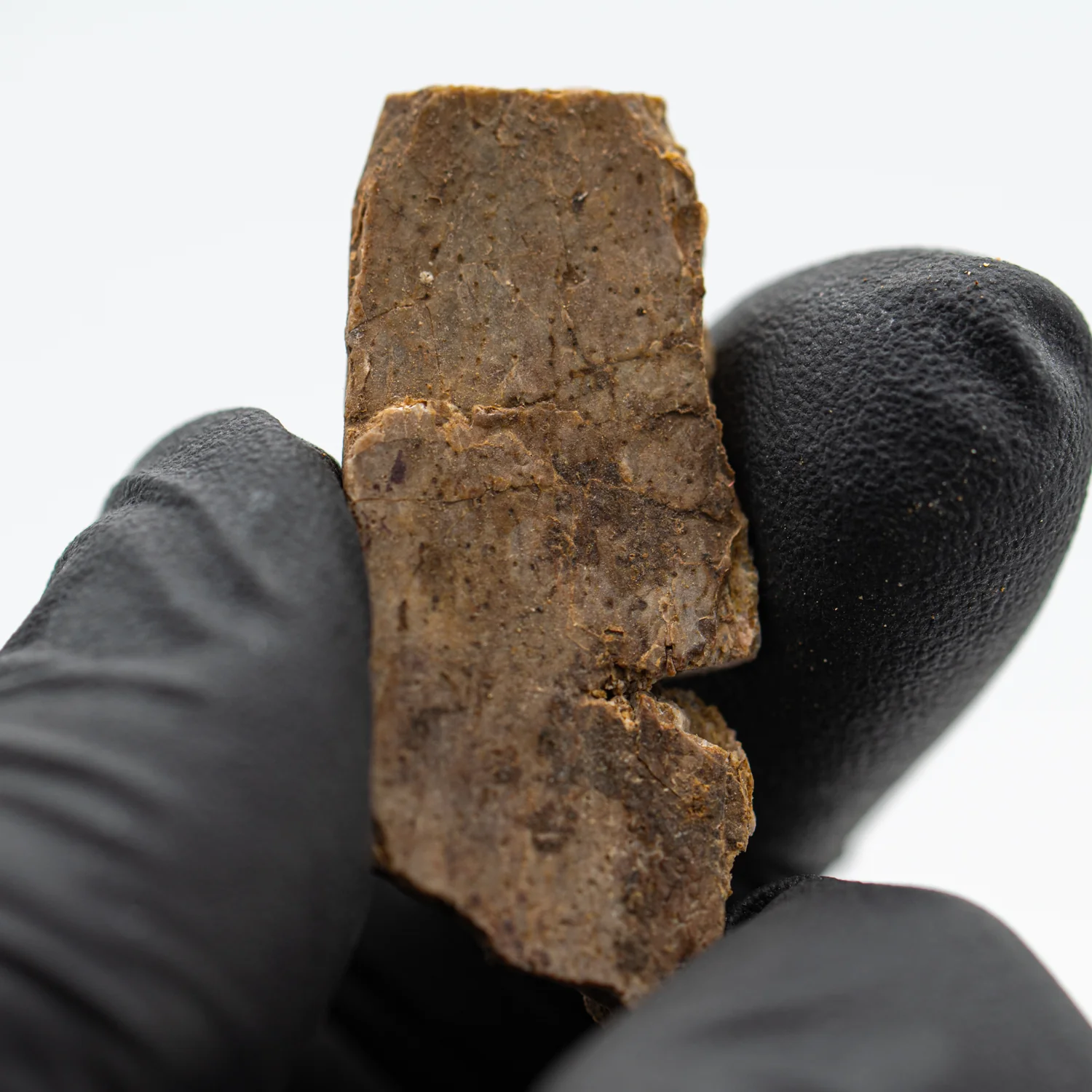 Iguanodon Bone 1.418" Cross-Section - Image 3