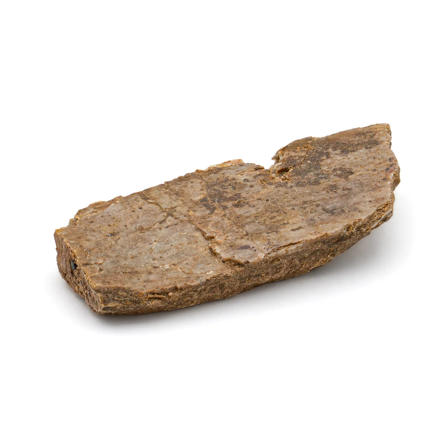 Iguanodon Bone 1.418" Cross-Section - Image 4