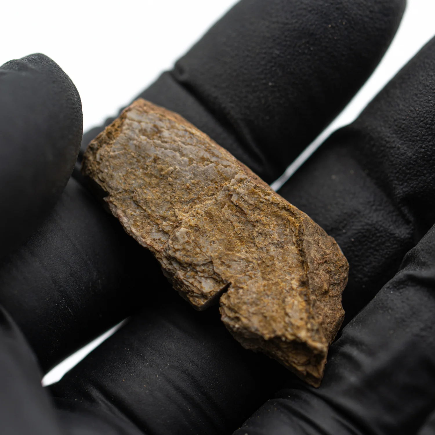 Iguanodon Bone 1.418" Cross-Section - Image 5