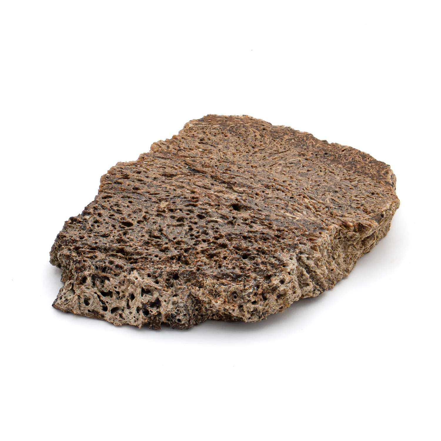 Iguanodon Bone 1.456" Cross-Section - Image 2