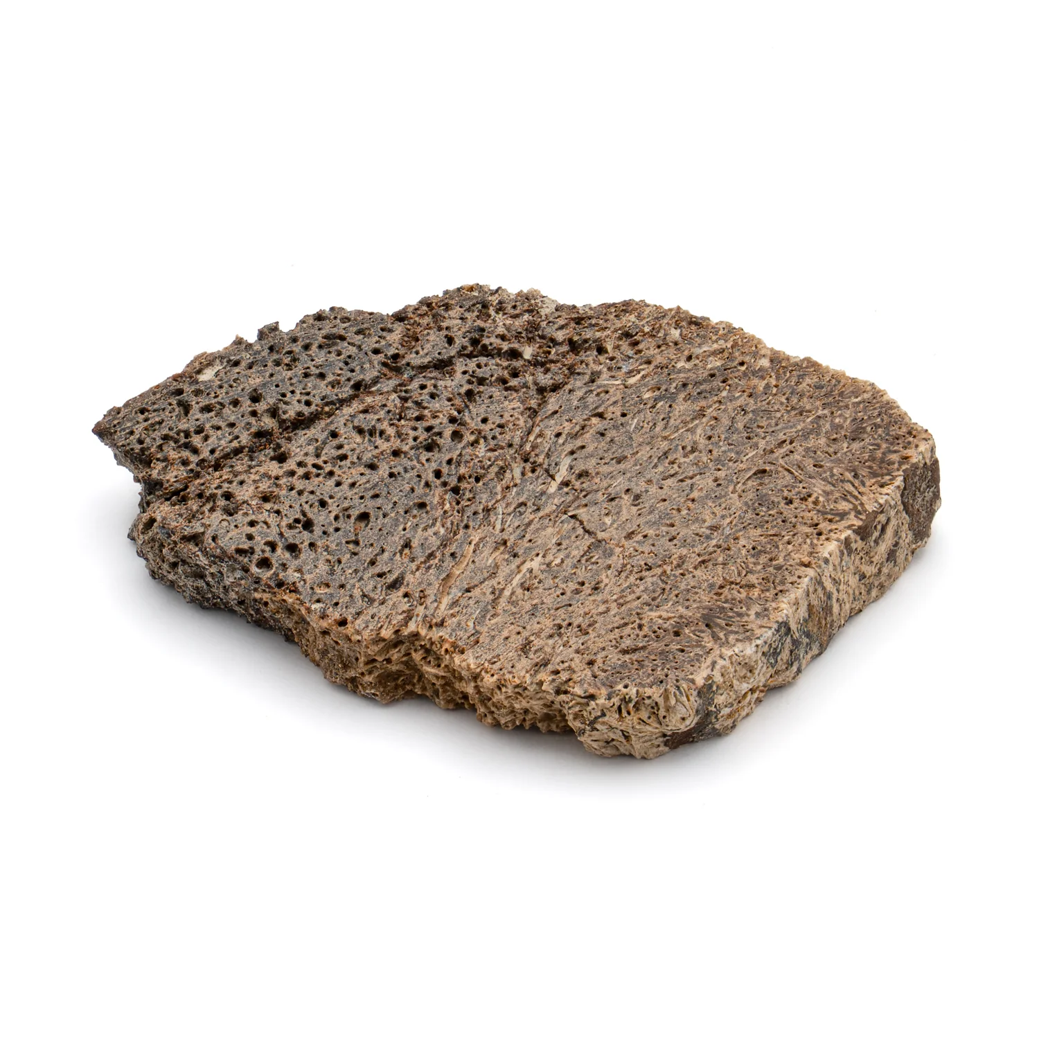Iguanodon Bone 1.456" Cross-Section - Image 3