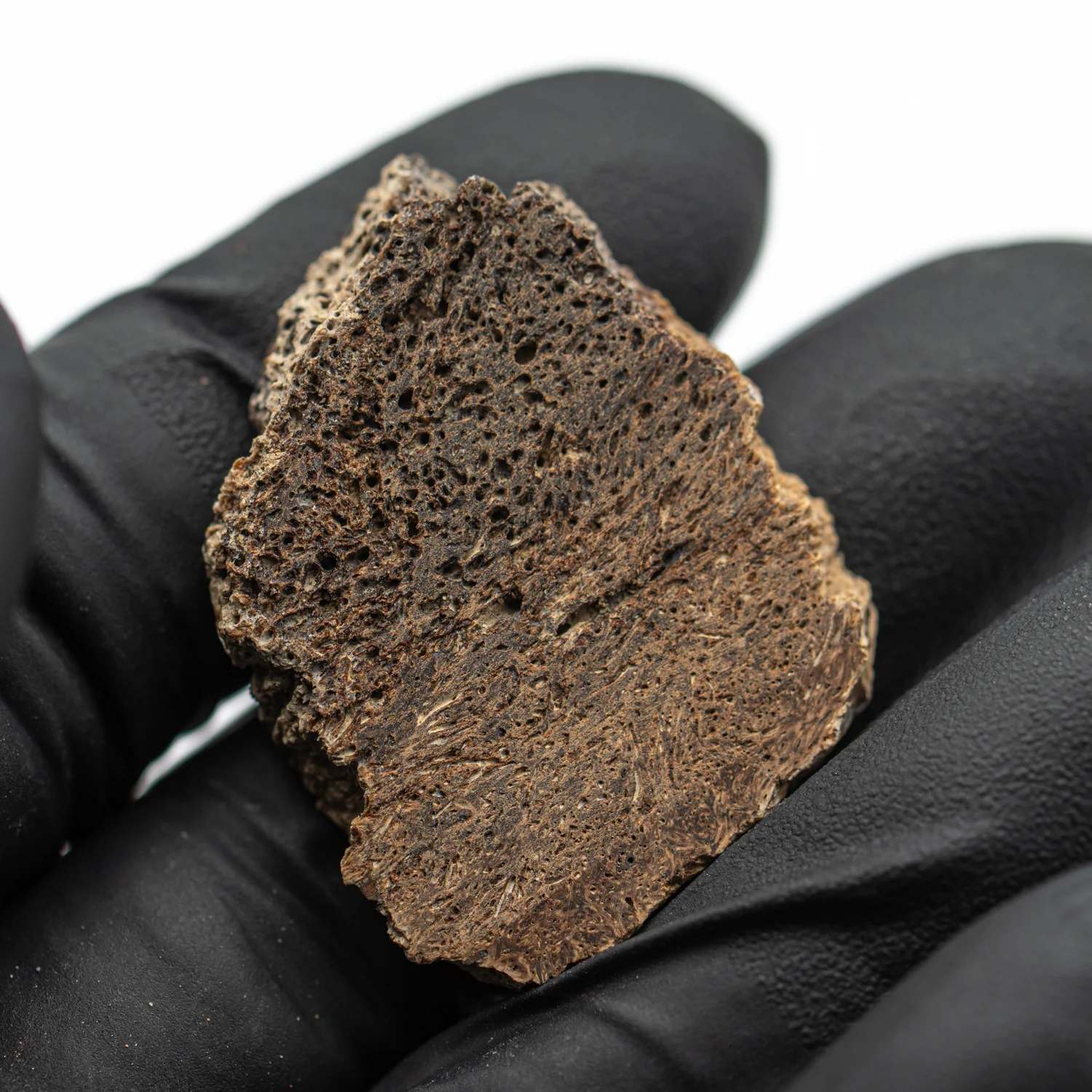 Iguanodon Bone 1.456" Cross-Section - Image 4