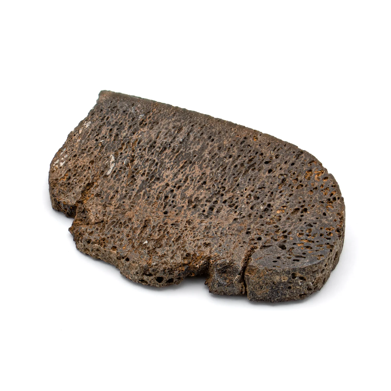 Iguanodon Bone 1.645" Cross-Section - Image 2