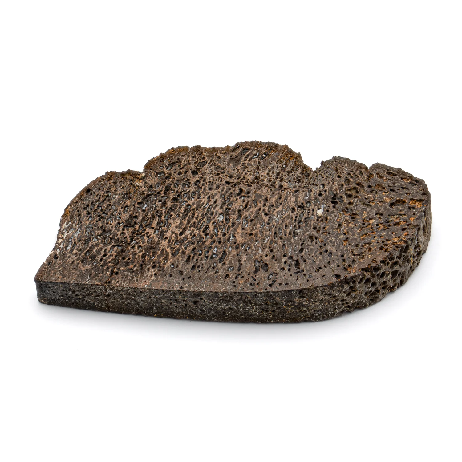 Iguanodon Bone 1.645" Cross-Section - Image 3