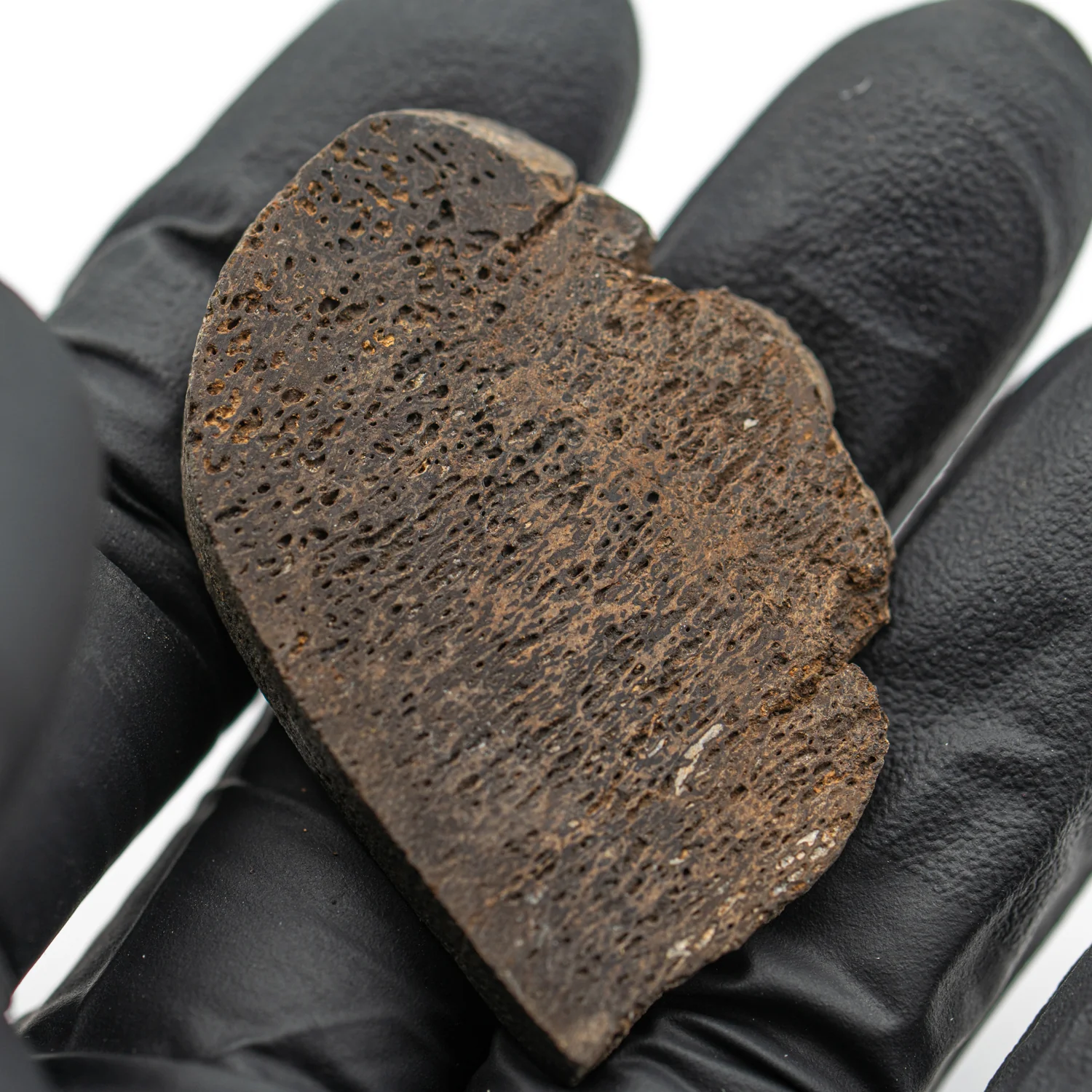 Iguanodon Bone 1.645" Cross-Section - Image 4