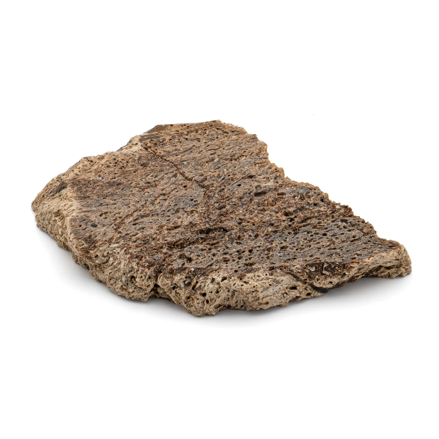 Iguanodon Bone 1.648" Cross-Section - Image 2