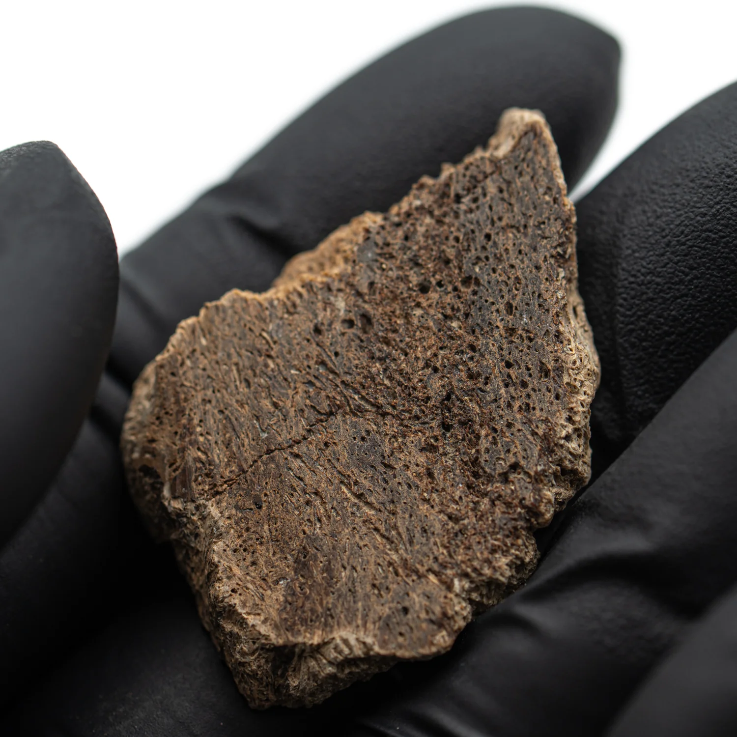 Iguanodon Bone 1.648" Cross-Section - Image 3