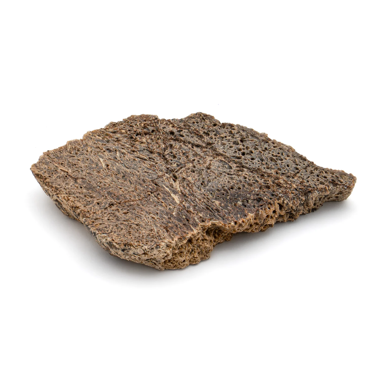 Iguanodon Bone 1.648" Cross-Section - Image 4
