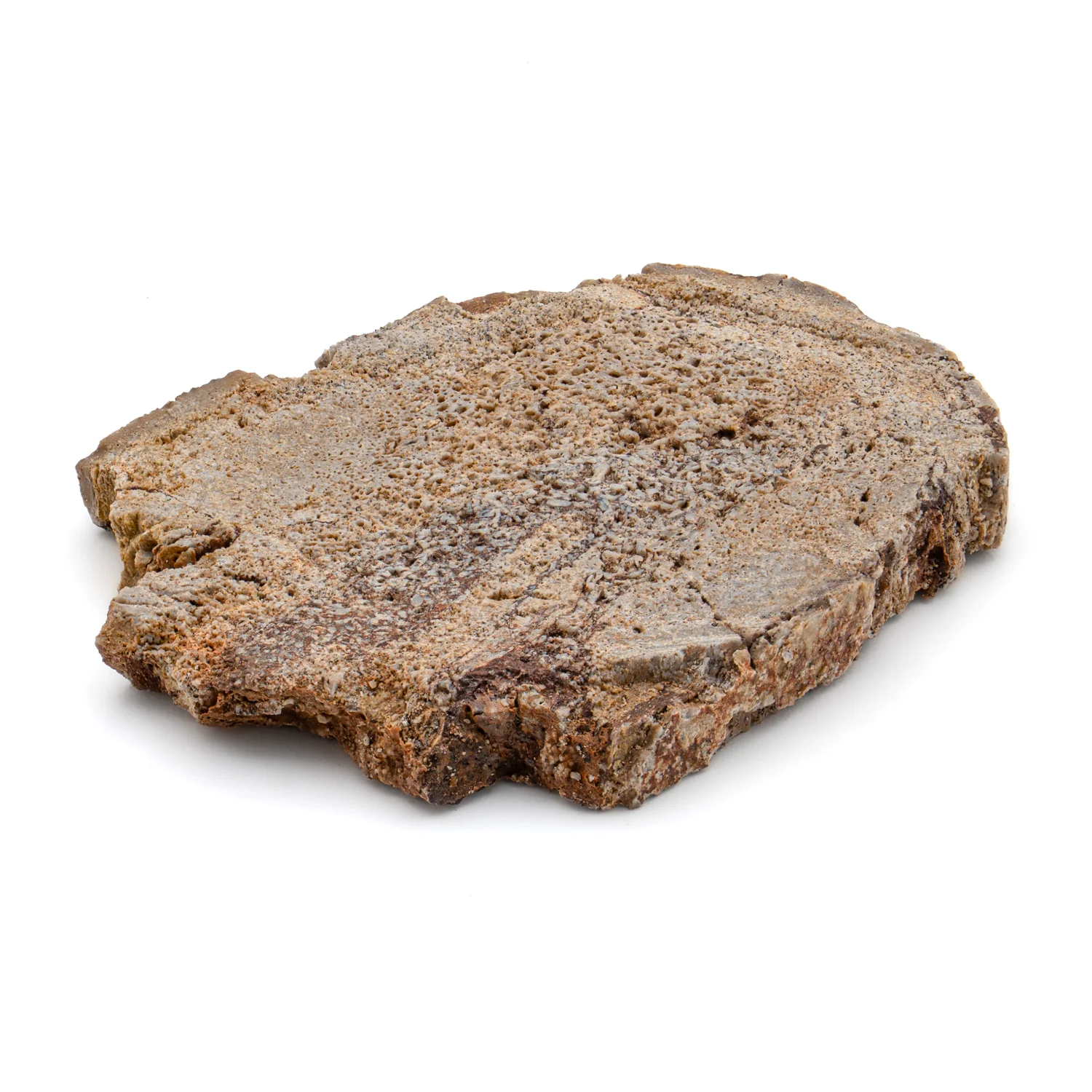 Iguanodon Bone 1.666" Cross-Section - Image 2