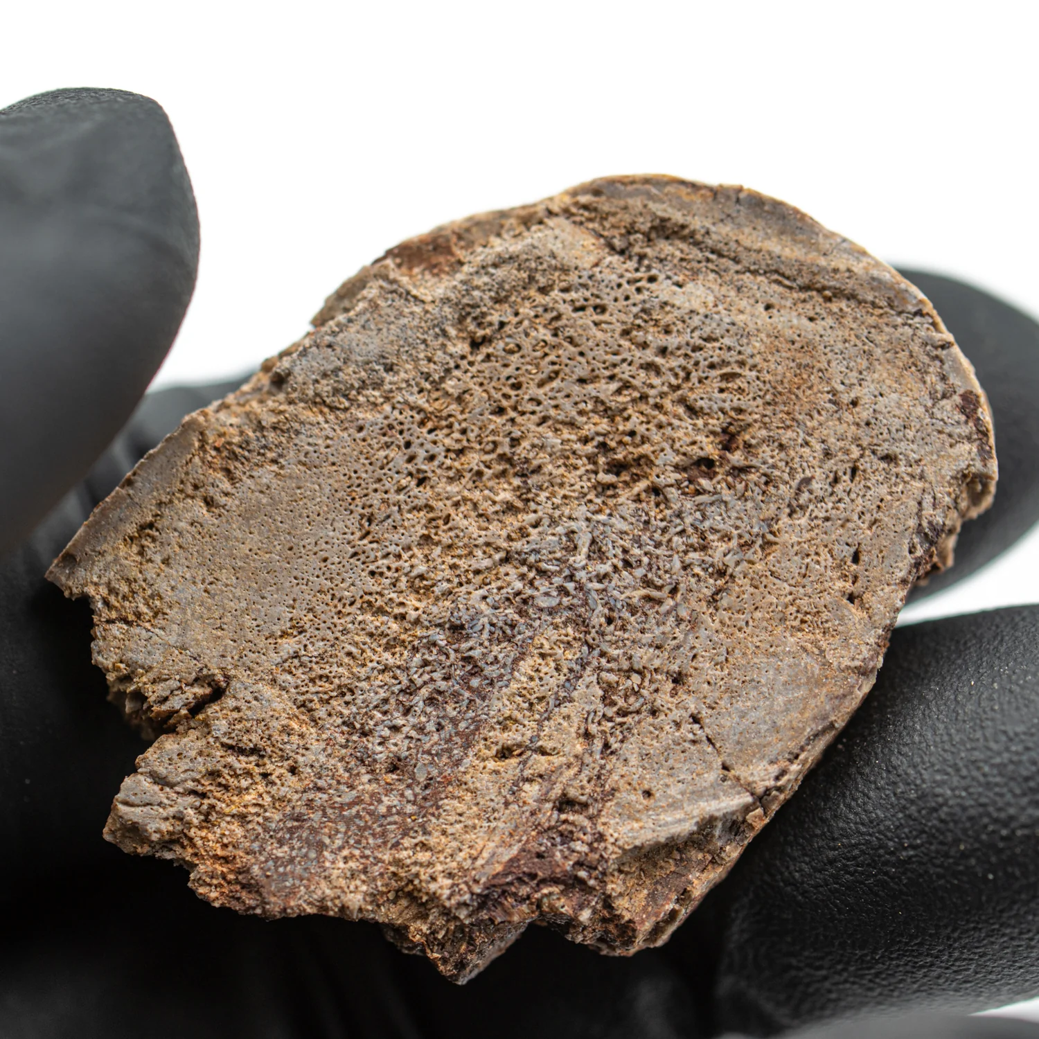 Iguanodon Bone 1.666" Cross-Section - Image 3