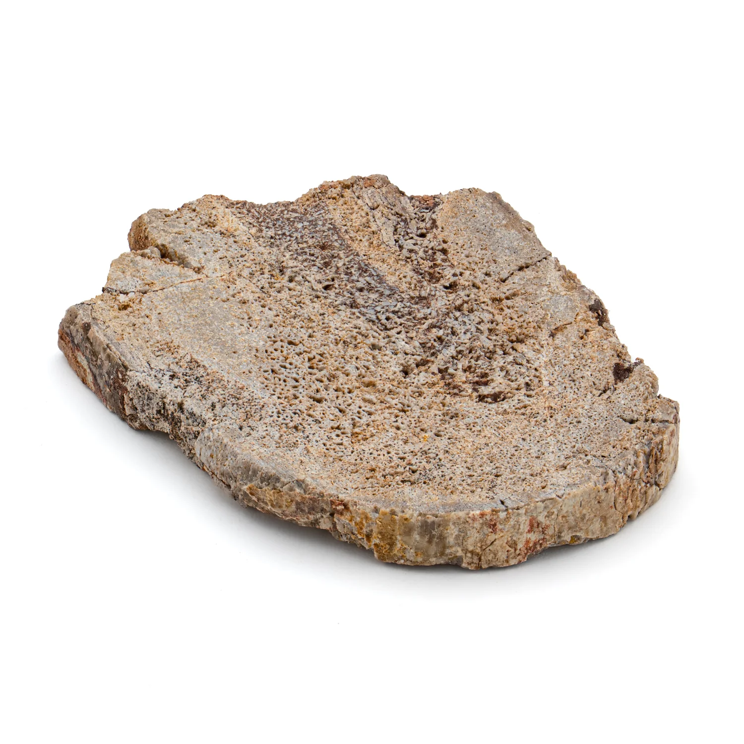 Iguanodon Bone 1.666" Cross-Section - Image 4
