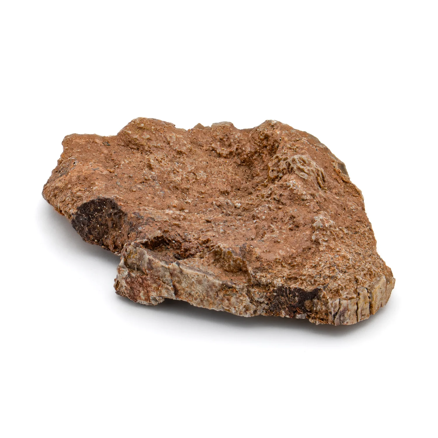 Iguanodon Bone 1.715" Cross-Section - Image 2
