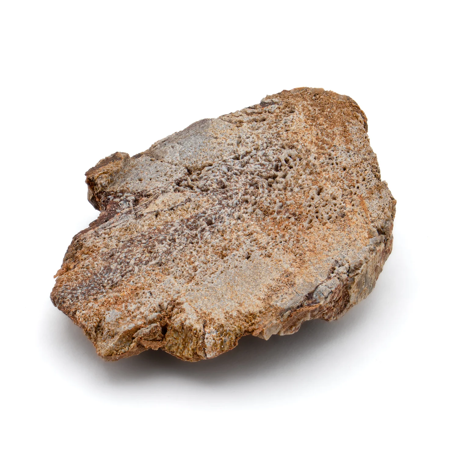 Iguanodon Bone 1.715" Cross-Section - Image 3