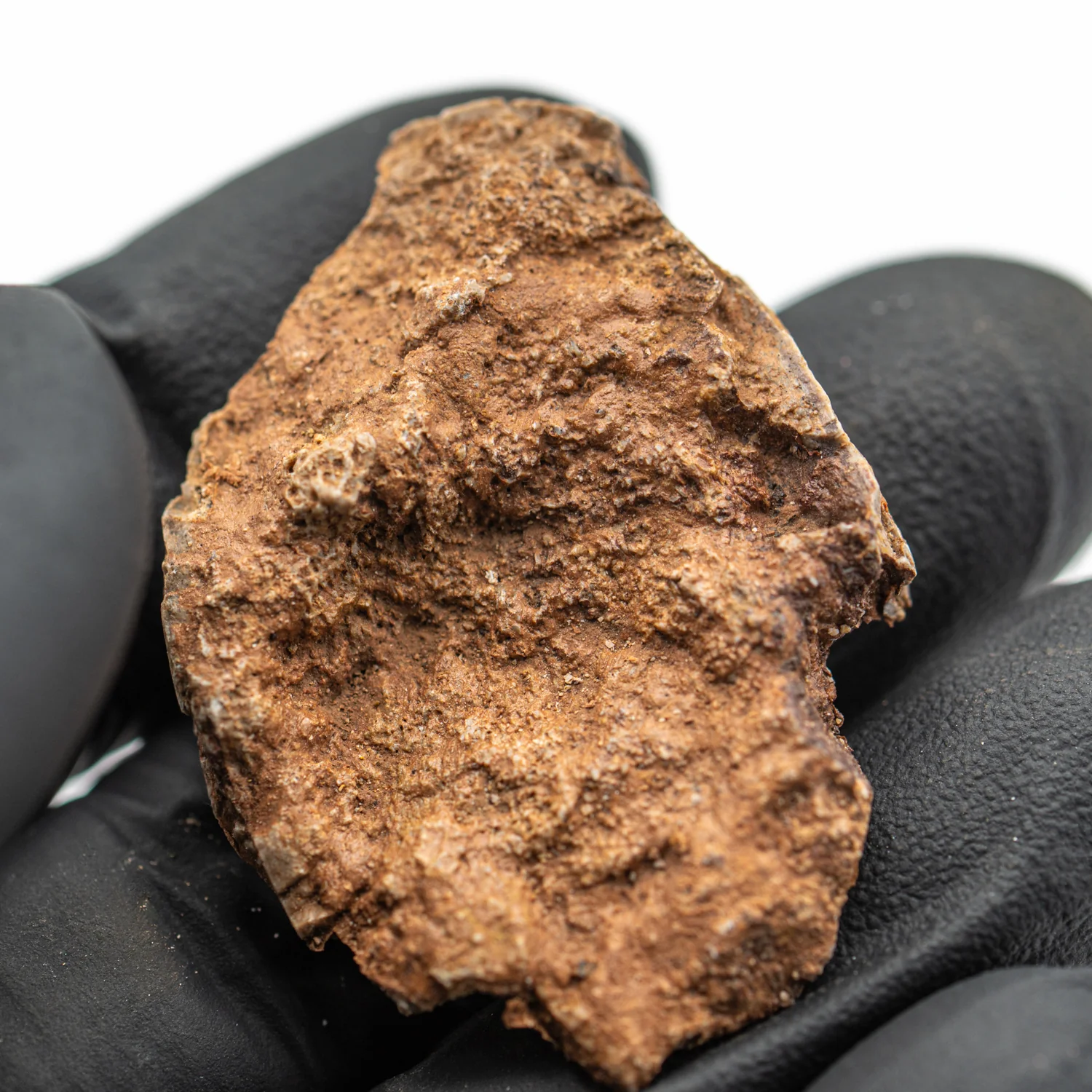 Iguanodon Bone 1.715" Cross-Section - Image 4