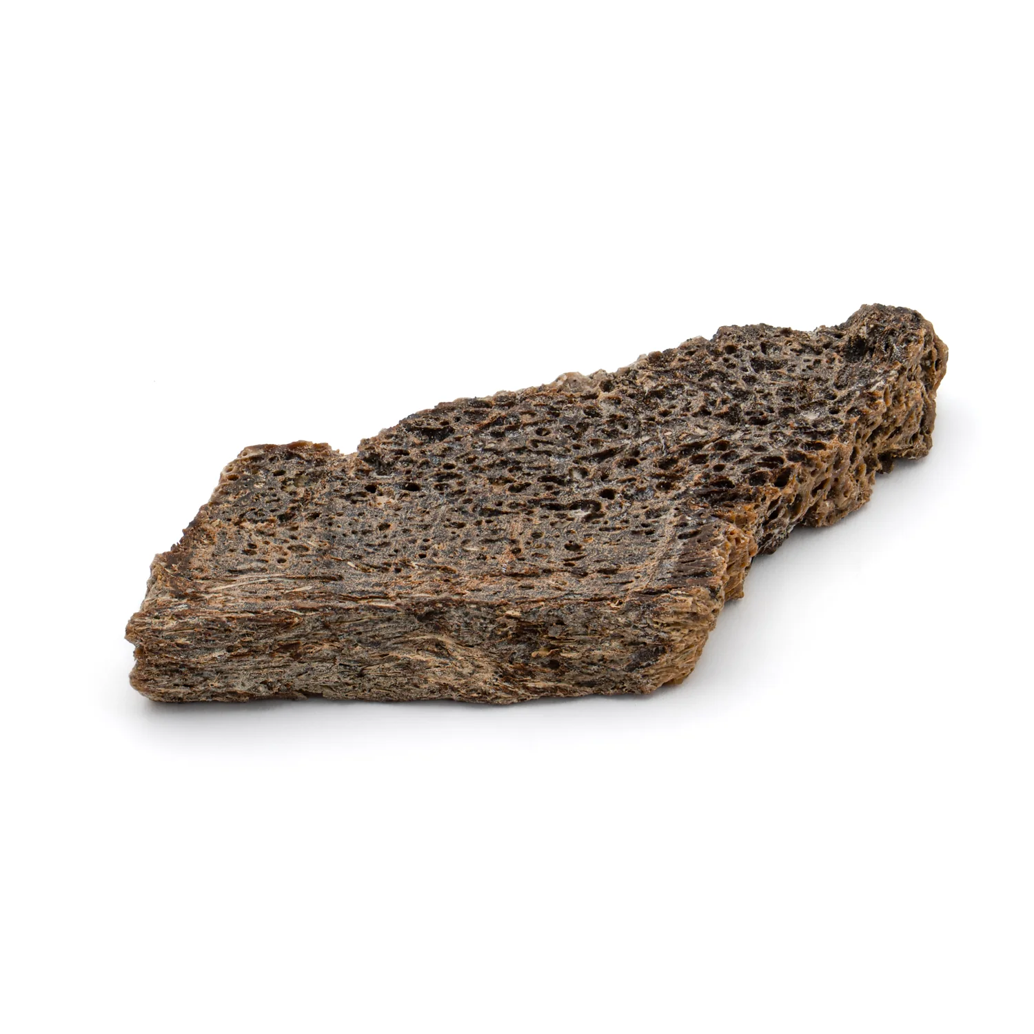 Iguanodon Bone 1.765" Cross-Section - Image 2