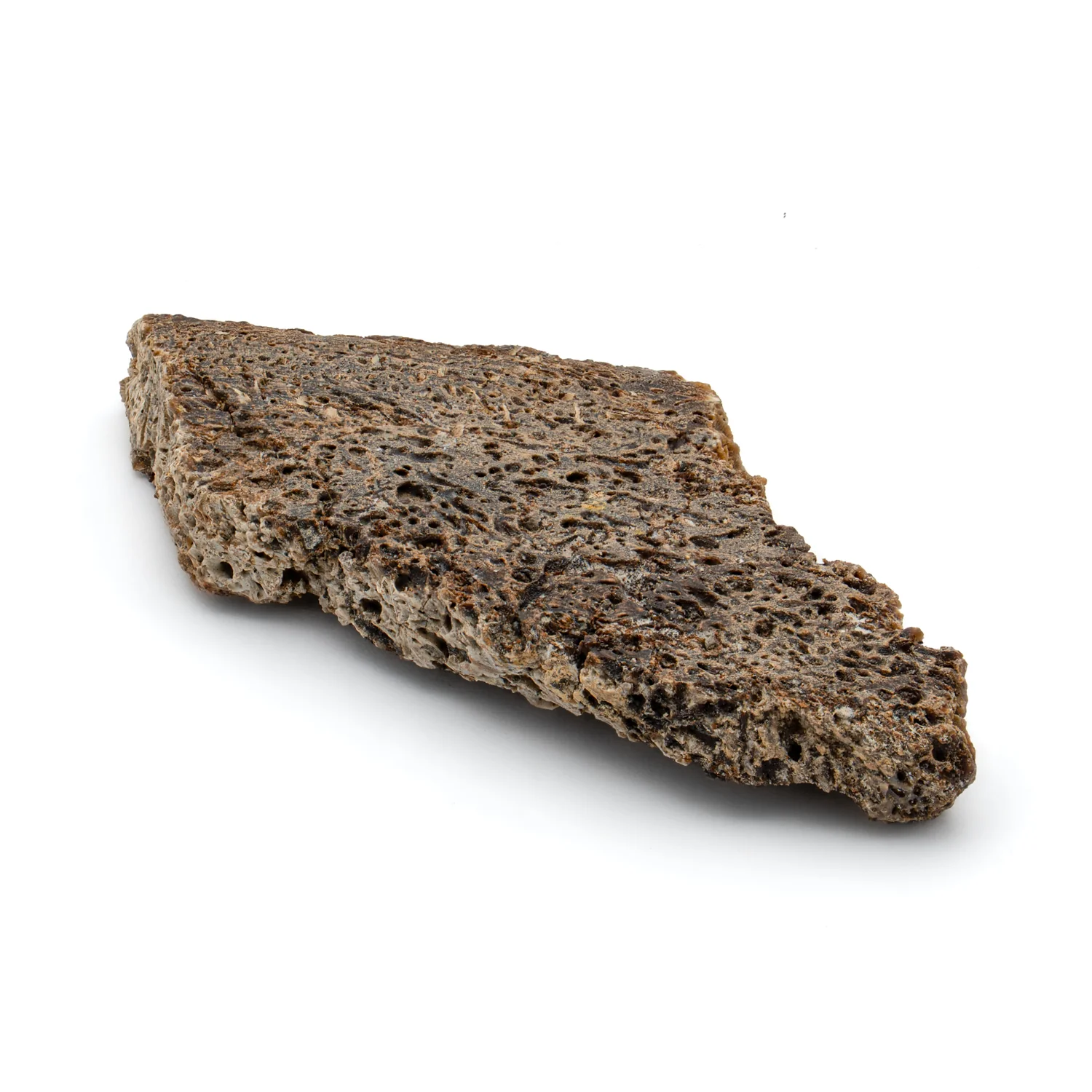 Iguanodon Bone 1.765" Cross-Section - Image 3