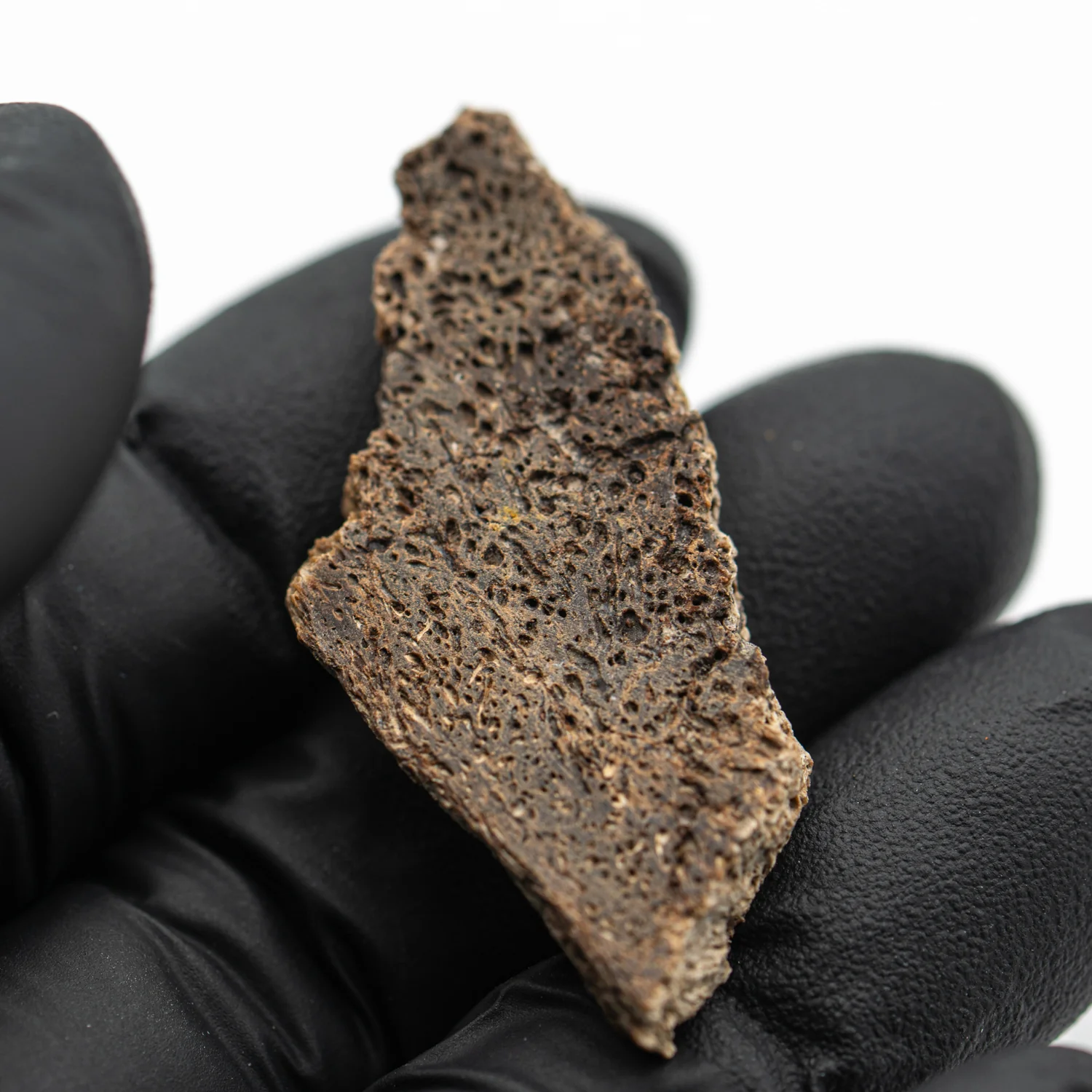 Iguanodon Bone 1.765" Cross-Section - Image 4