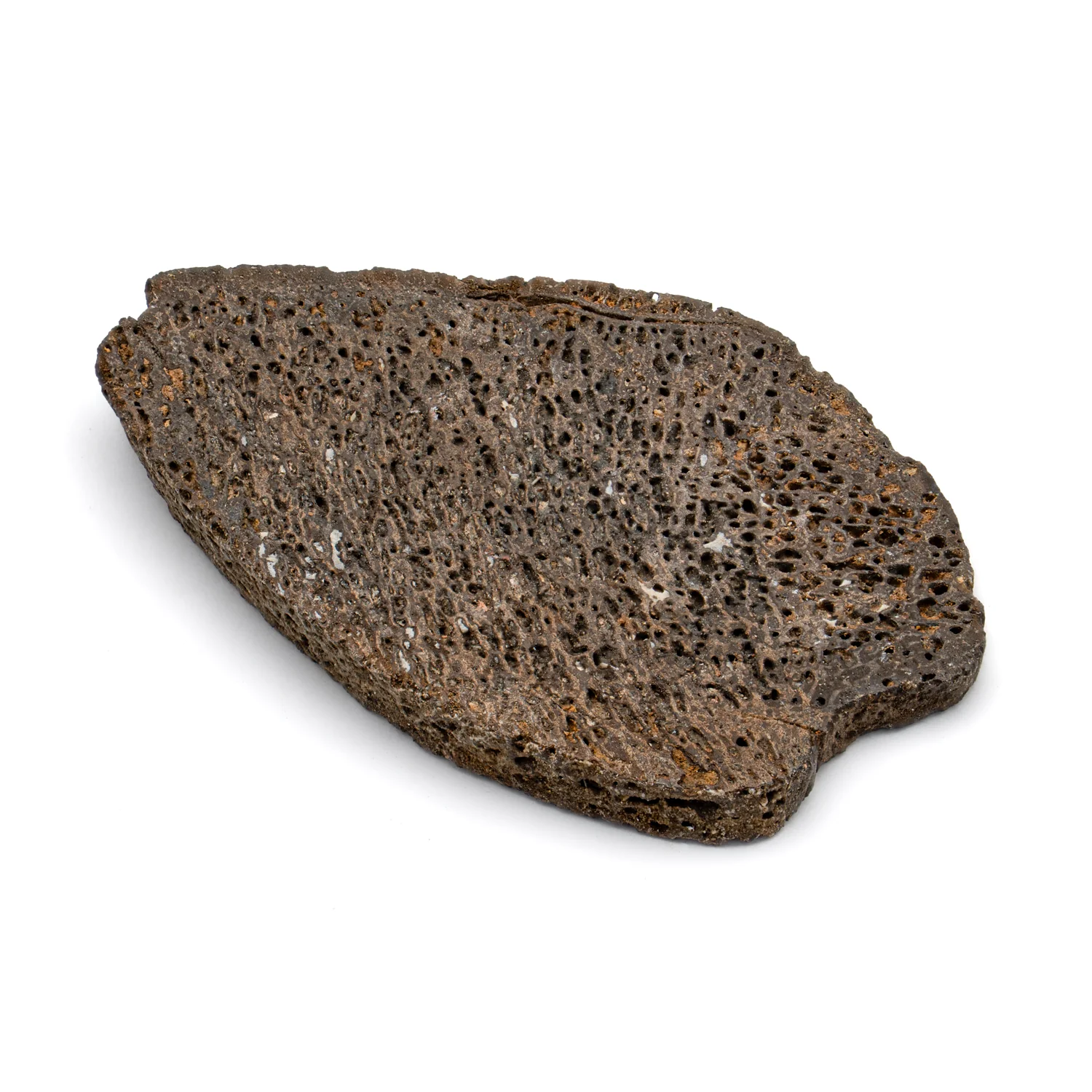 Iguanodon Bone 1.783" Cross-Section - Image 2