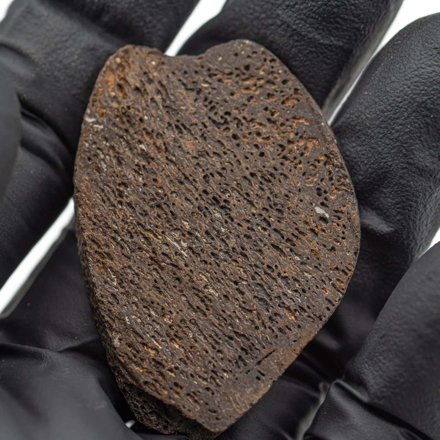 Iguanodon Bone 1.783" Cross-Section - Image 3