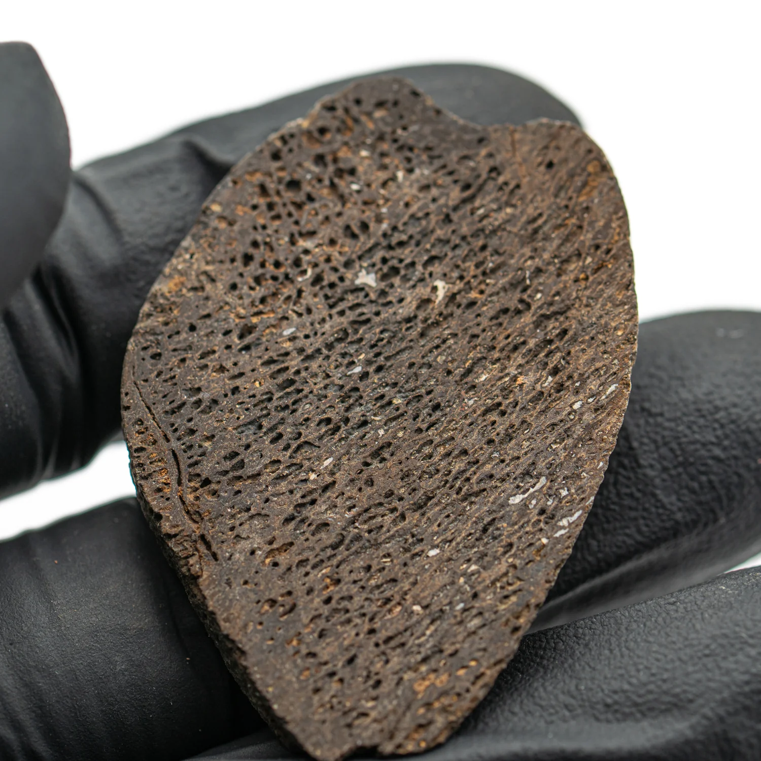 Iguanodon Bone 1.783" Cross-Section - Image 4