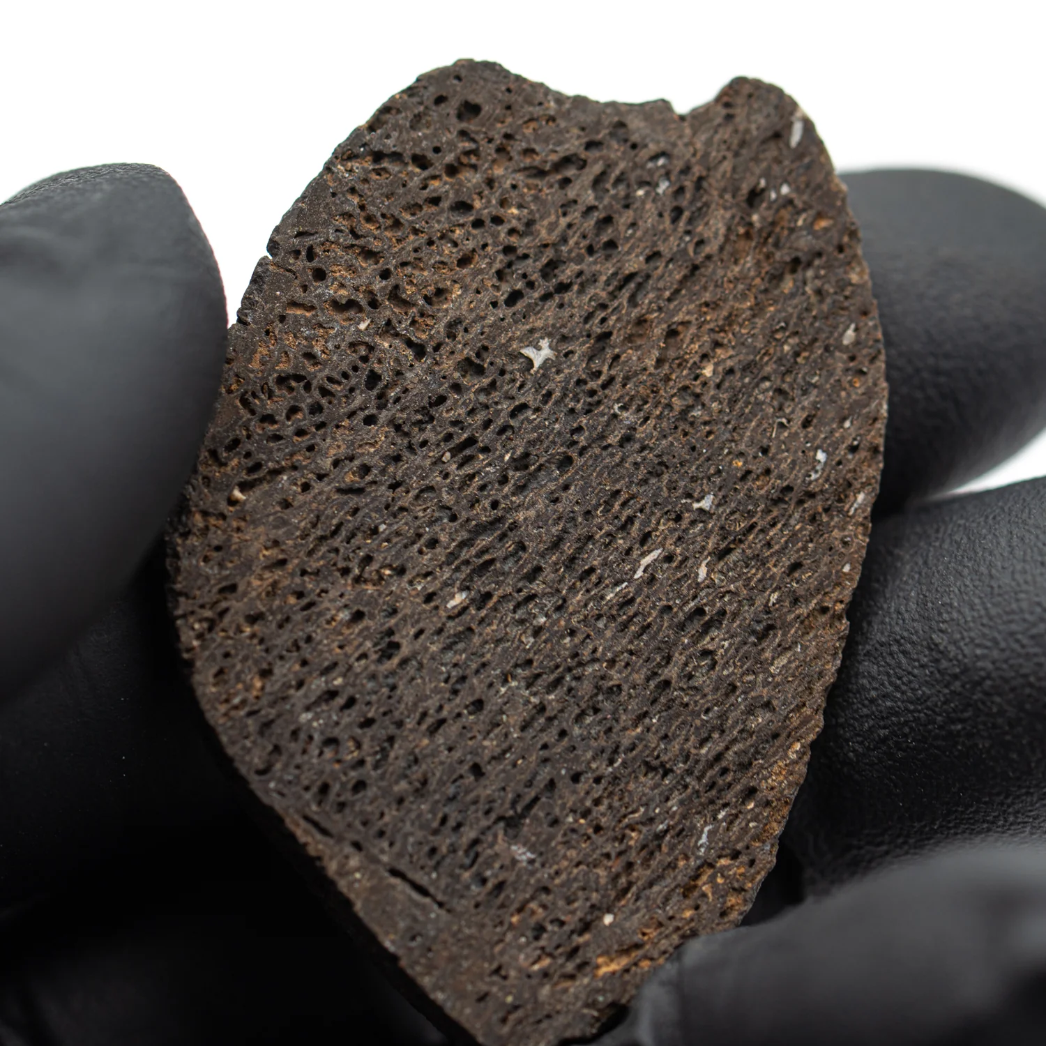 Iguanodon Bone SOLD 1.796" Cross-Section - Image 2