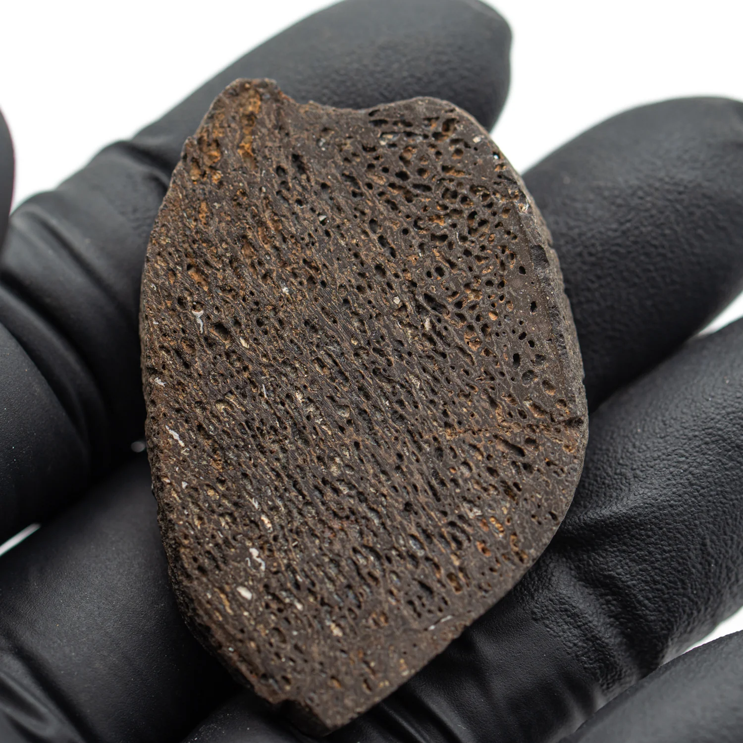Iguanodon Bone SOLD 1.796" Cross-Section - Image 3