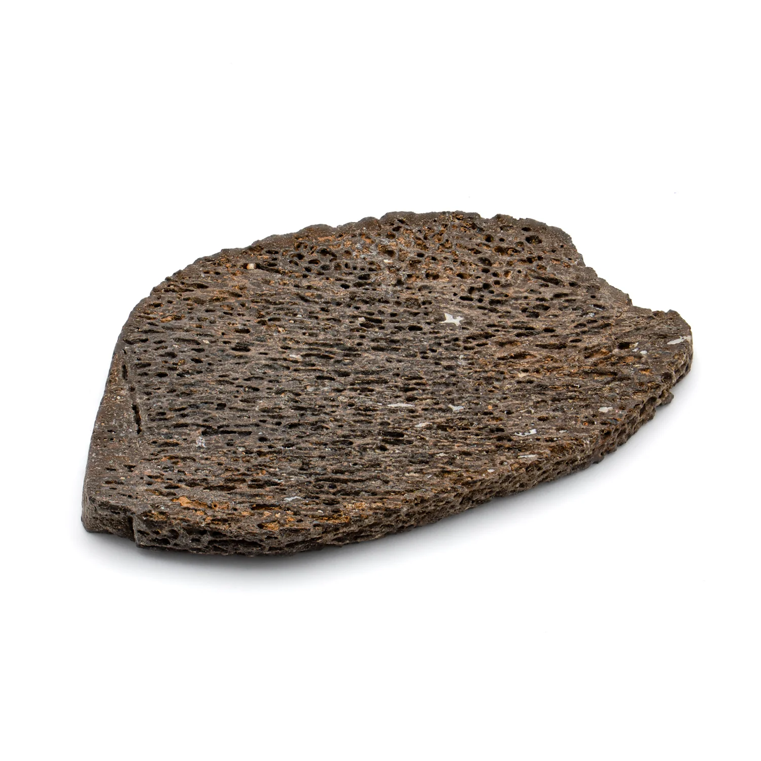Iguanodon Bone SOLD 1.796" Cross-Section - Image 4