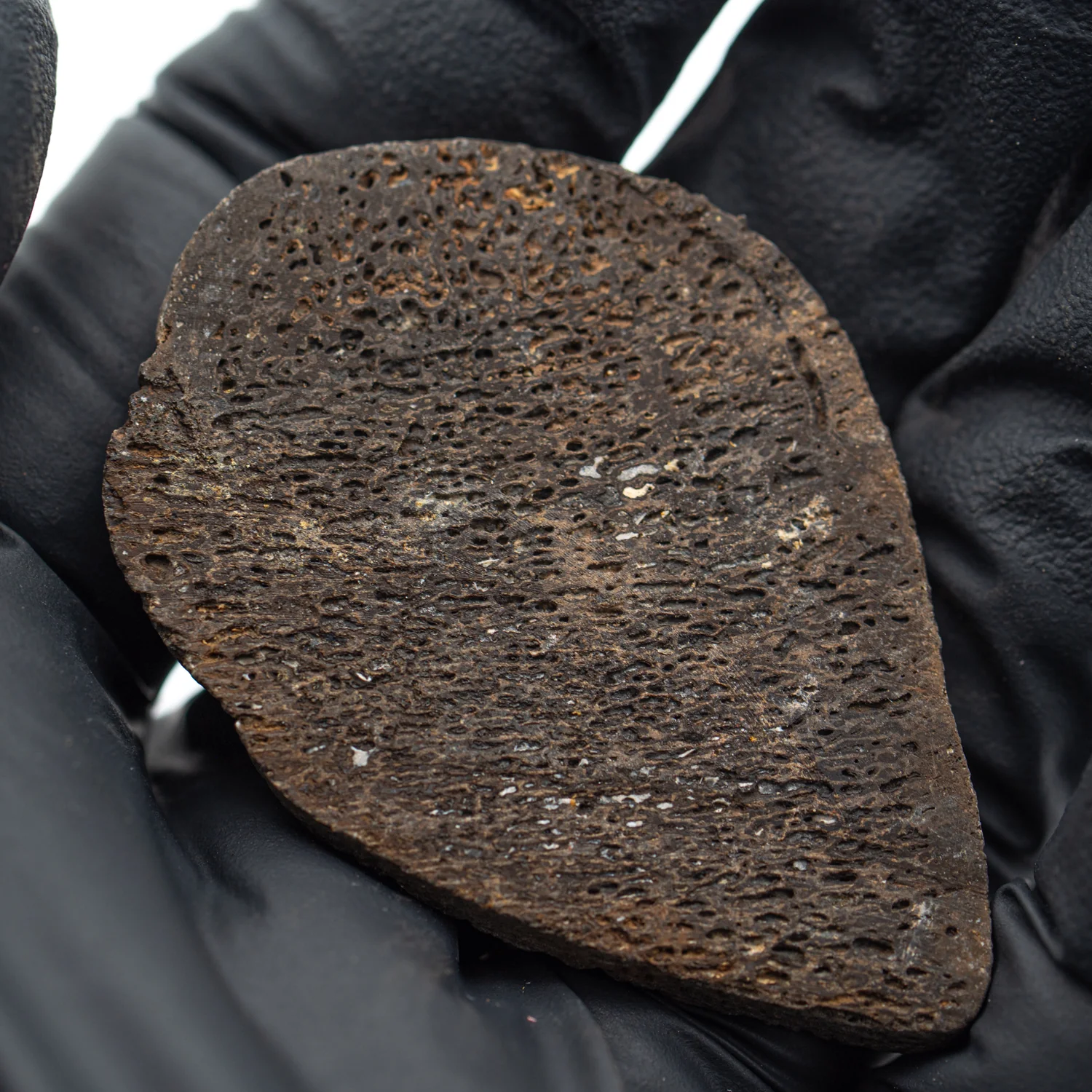 Iguanodon Bone 1.998" Cross-Section - Image 2