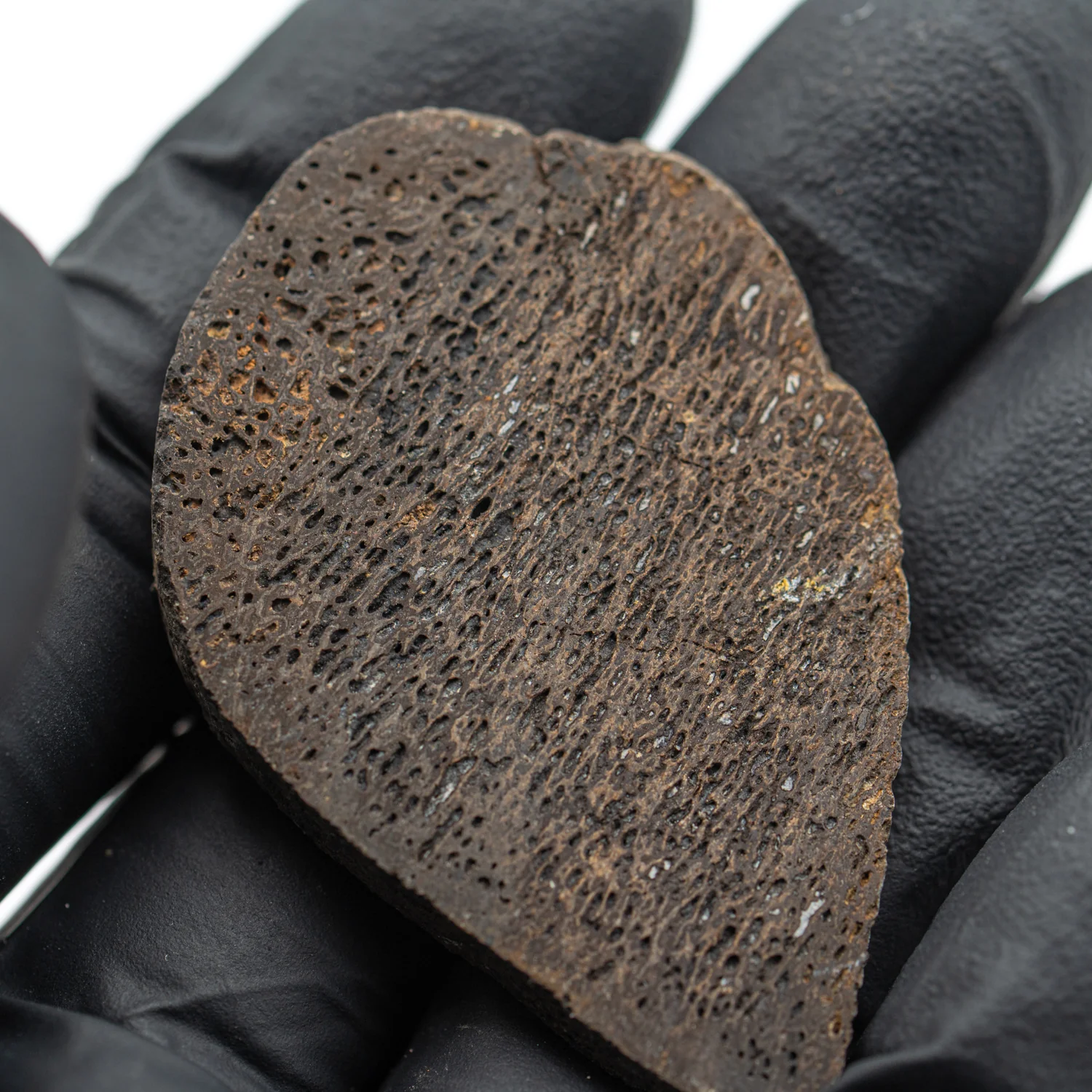 Iguanodon Bone 1.998" Cross-Section - Image 4