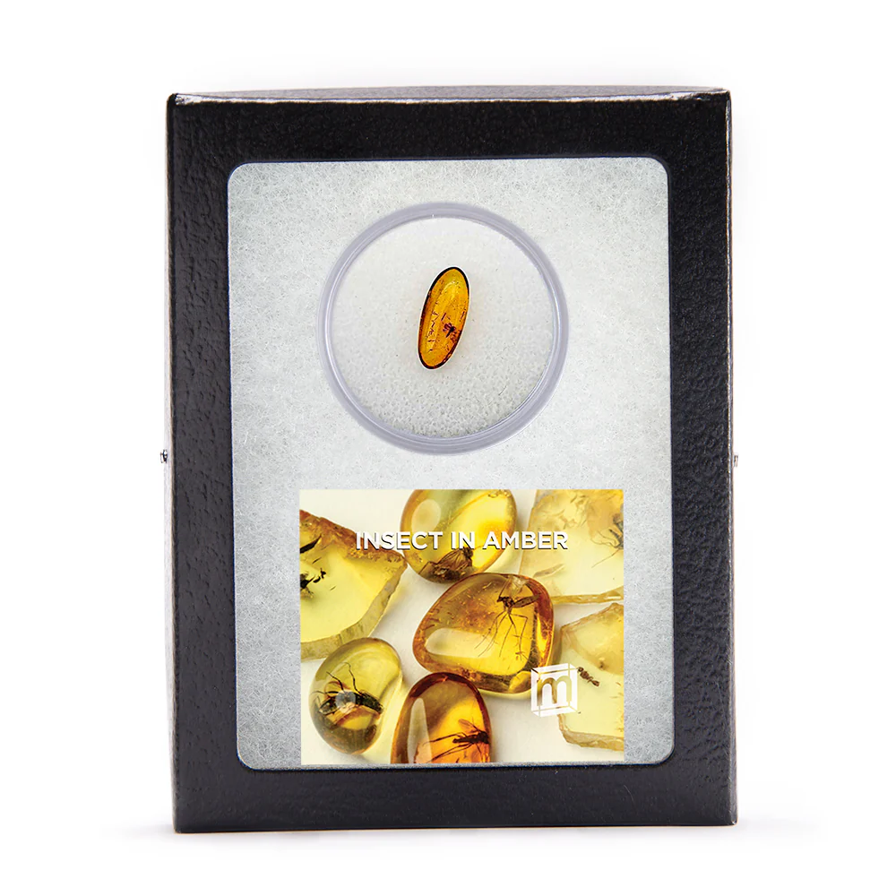 Insect in Amber - Baltic Amber - Image 6