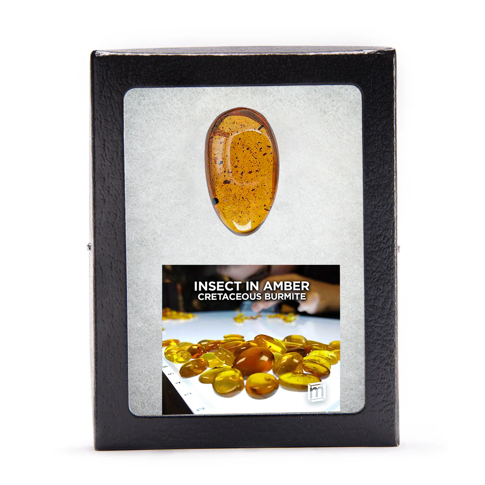 Insect in Amber - Cretaceous Burmite - Image 10