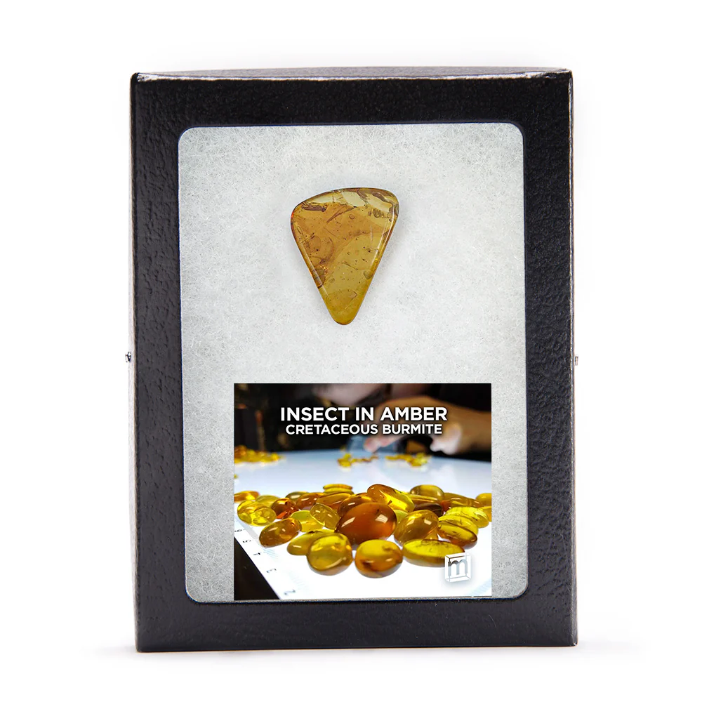Insect in Amber - Cretaceous Burmite - Image 7