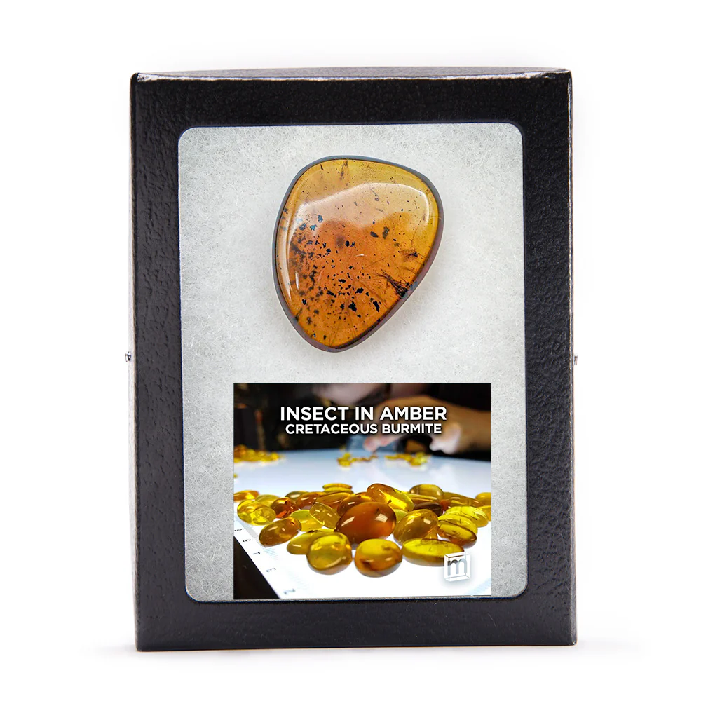 Insect in Amber - Cretaceous Burmite - Image 9