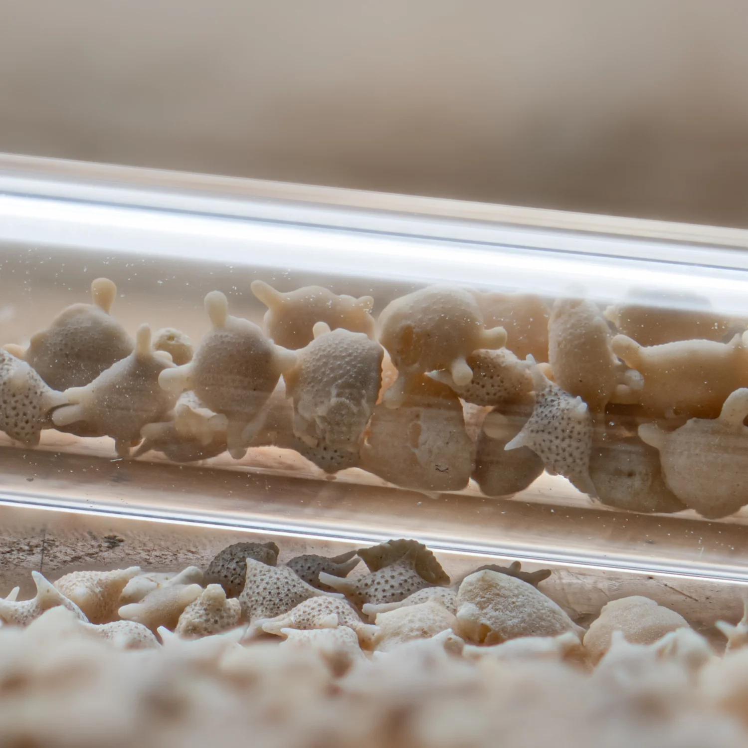 Japanese Star Sand Vial Necklace - Image 6