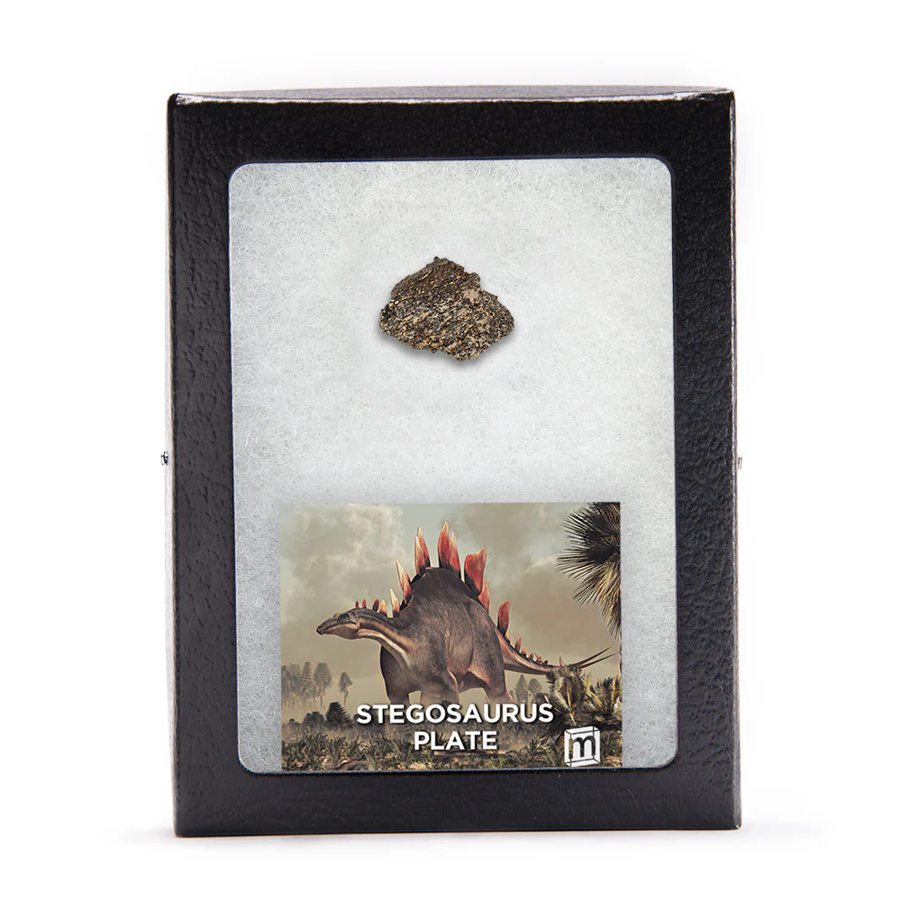 Jurassic Battle Dinosaur Fossil Bundle - Image 3