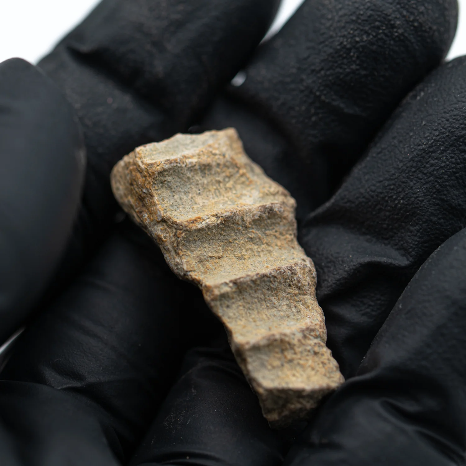 Kritosaurus Bone - 1.325" - Image 2