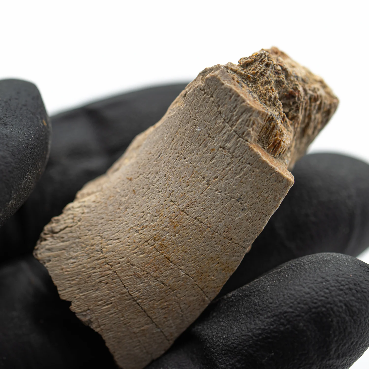 Kritosaurus Bone - 1.763" - Image 2