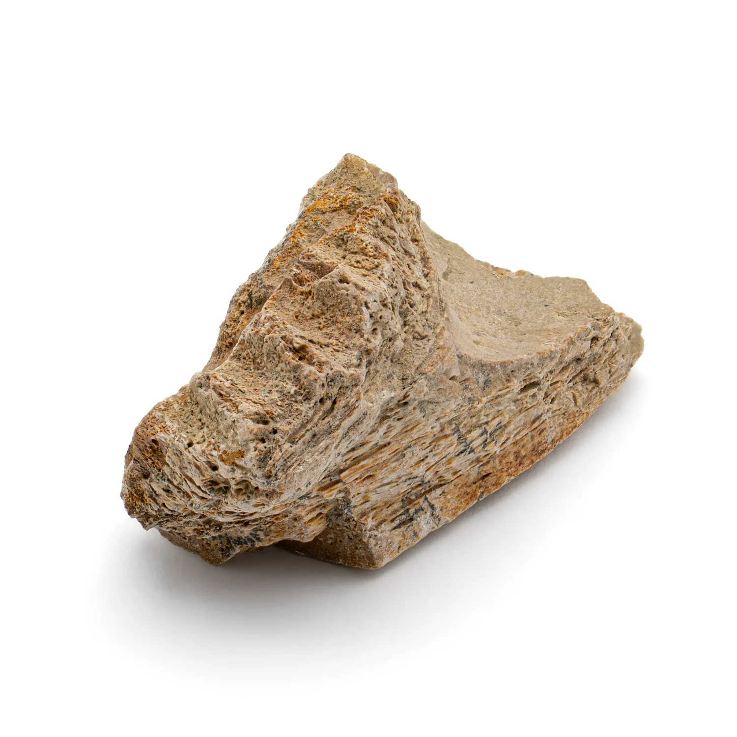 Kritosaurus Bone - 1.763" - Image 3