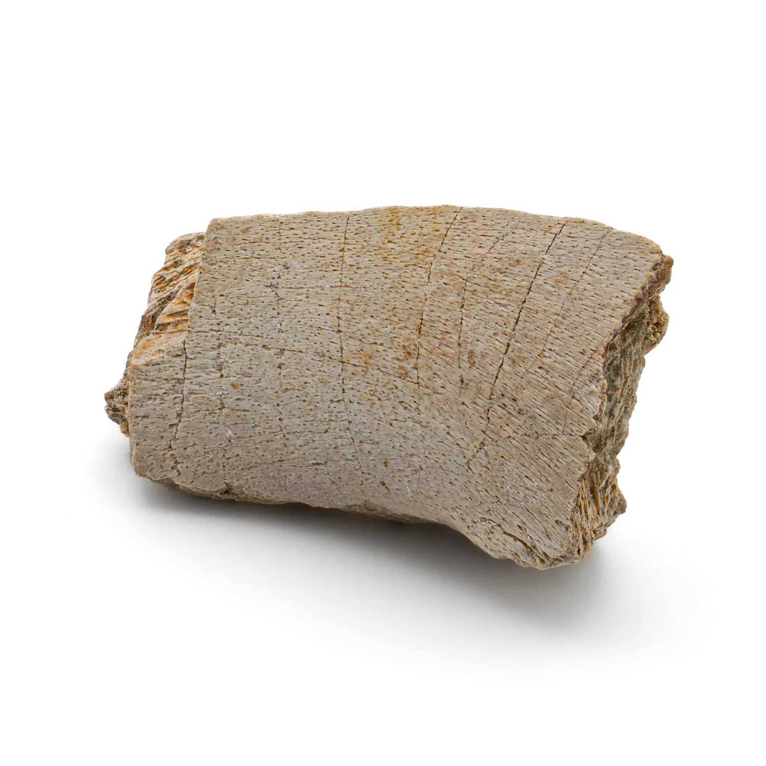 Kritosaurus Bone - 1.763" - Image 4