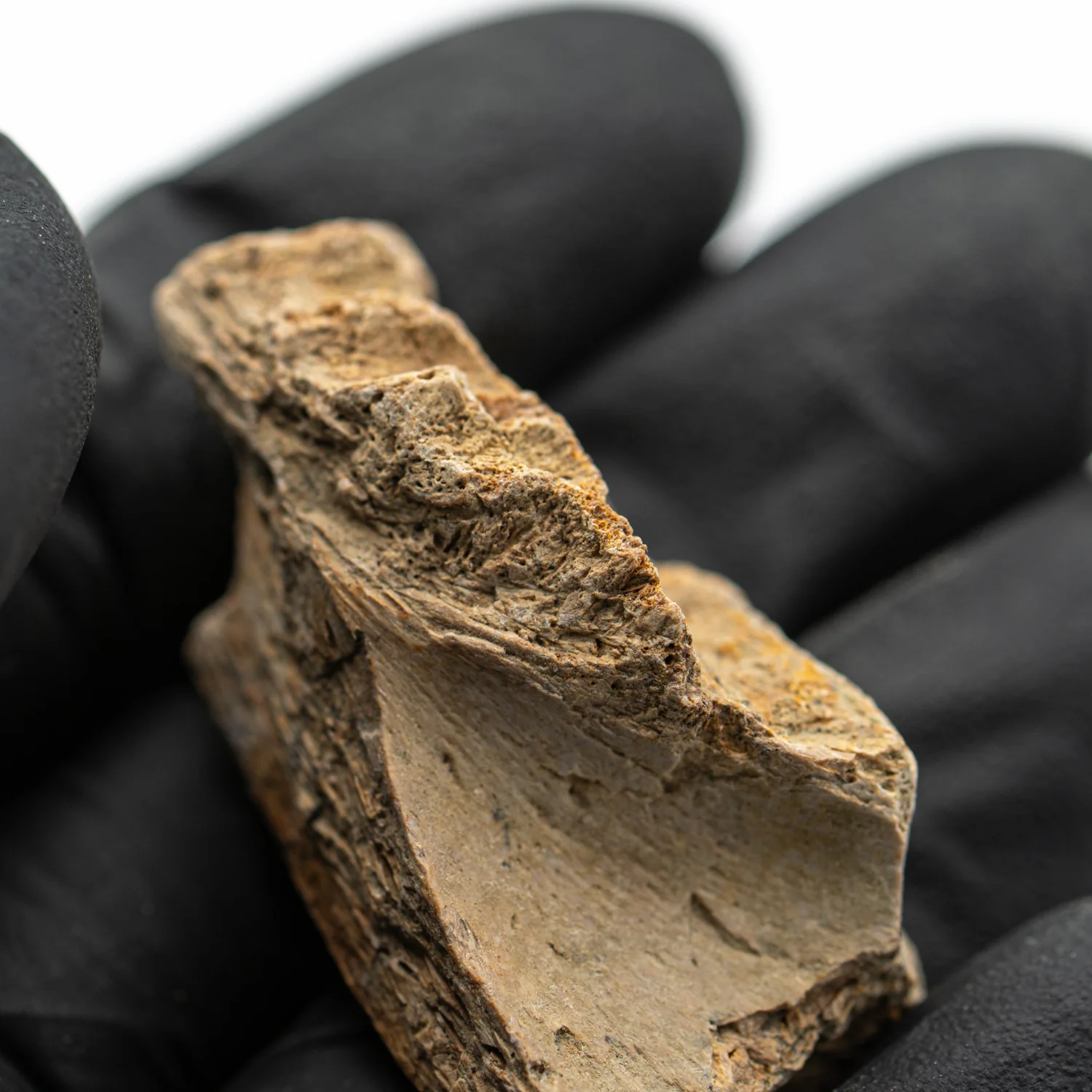 Kritosaurus Bone - 1.763" - Image 5
