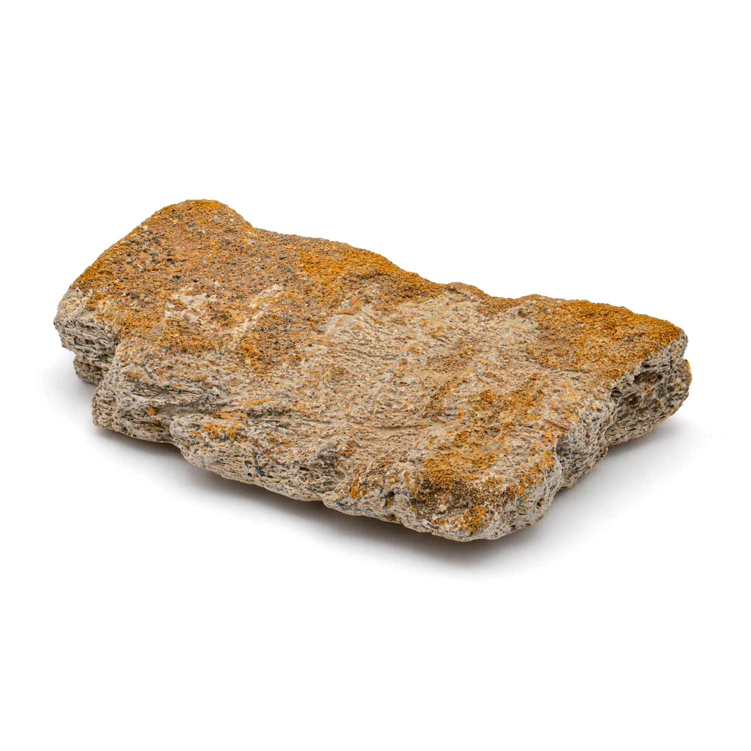 Kritosaurus Bone - 1.993" - Image 2
