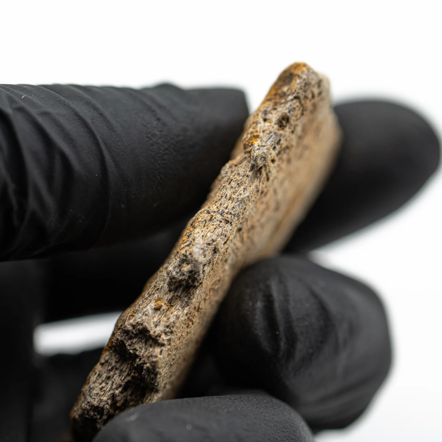 Kritosaurus Bone - 1.993" - Image 4