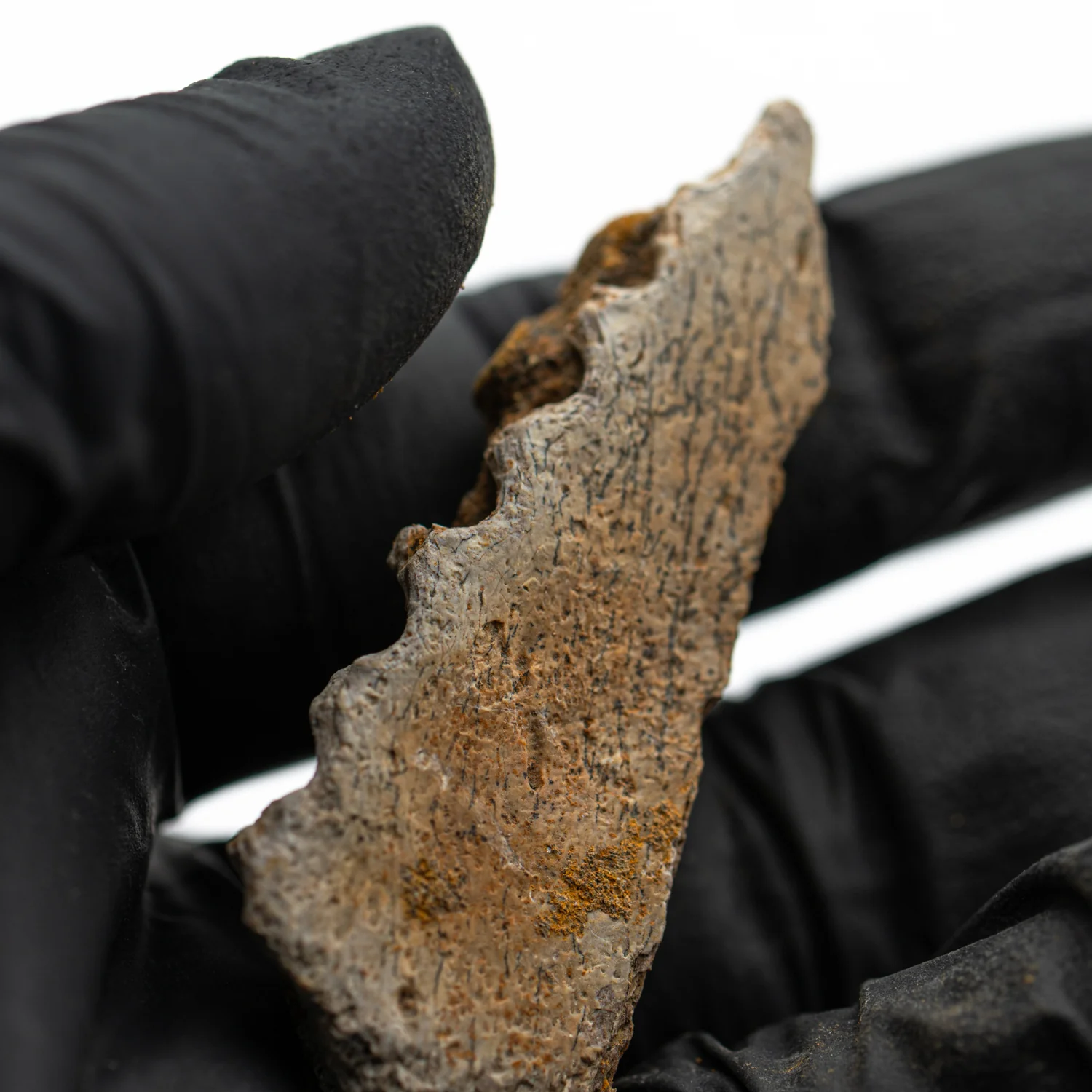 Kritosaurus Bone - 2.110" - Image 2