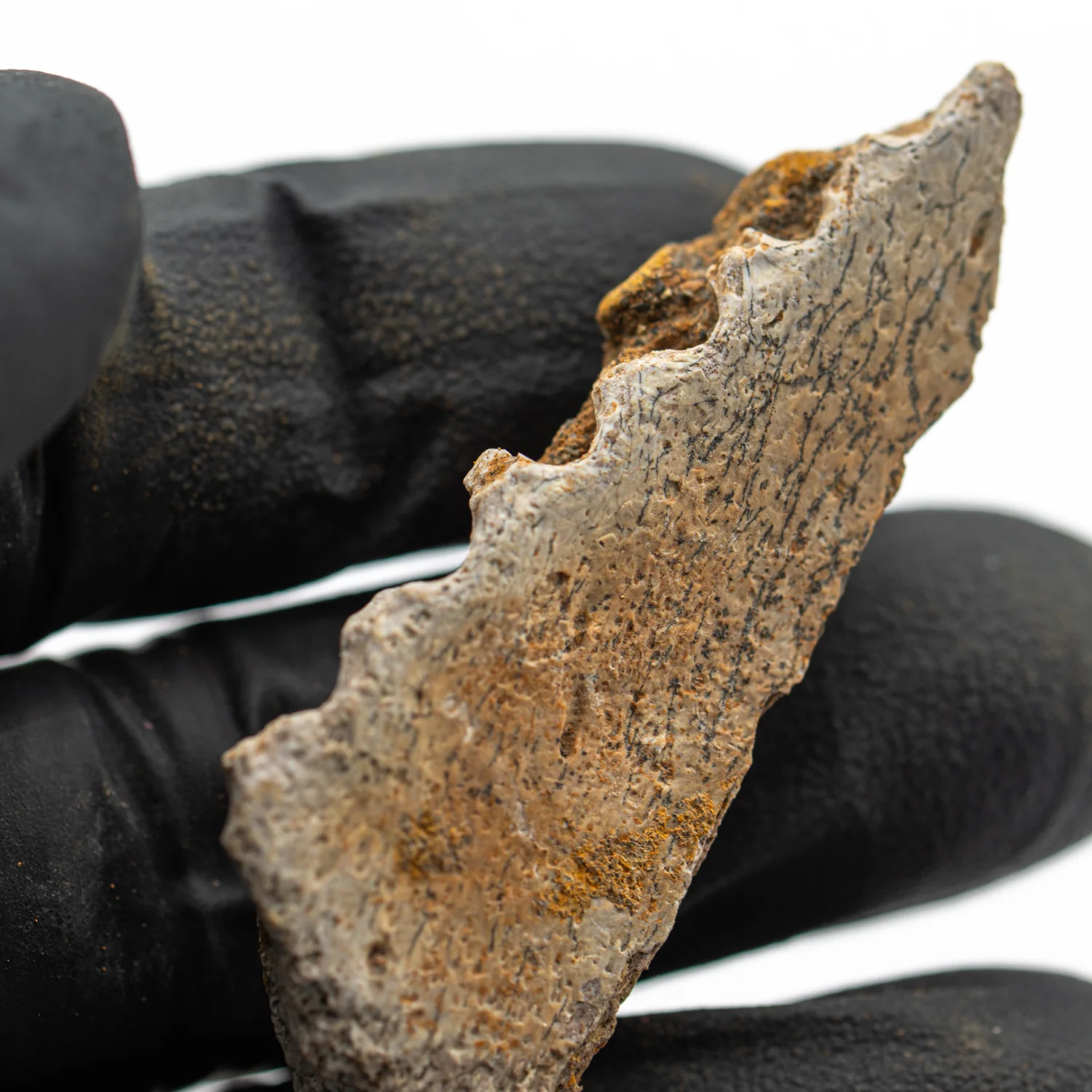 Kritosaurus Bone - 2.110" - Image 3