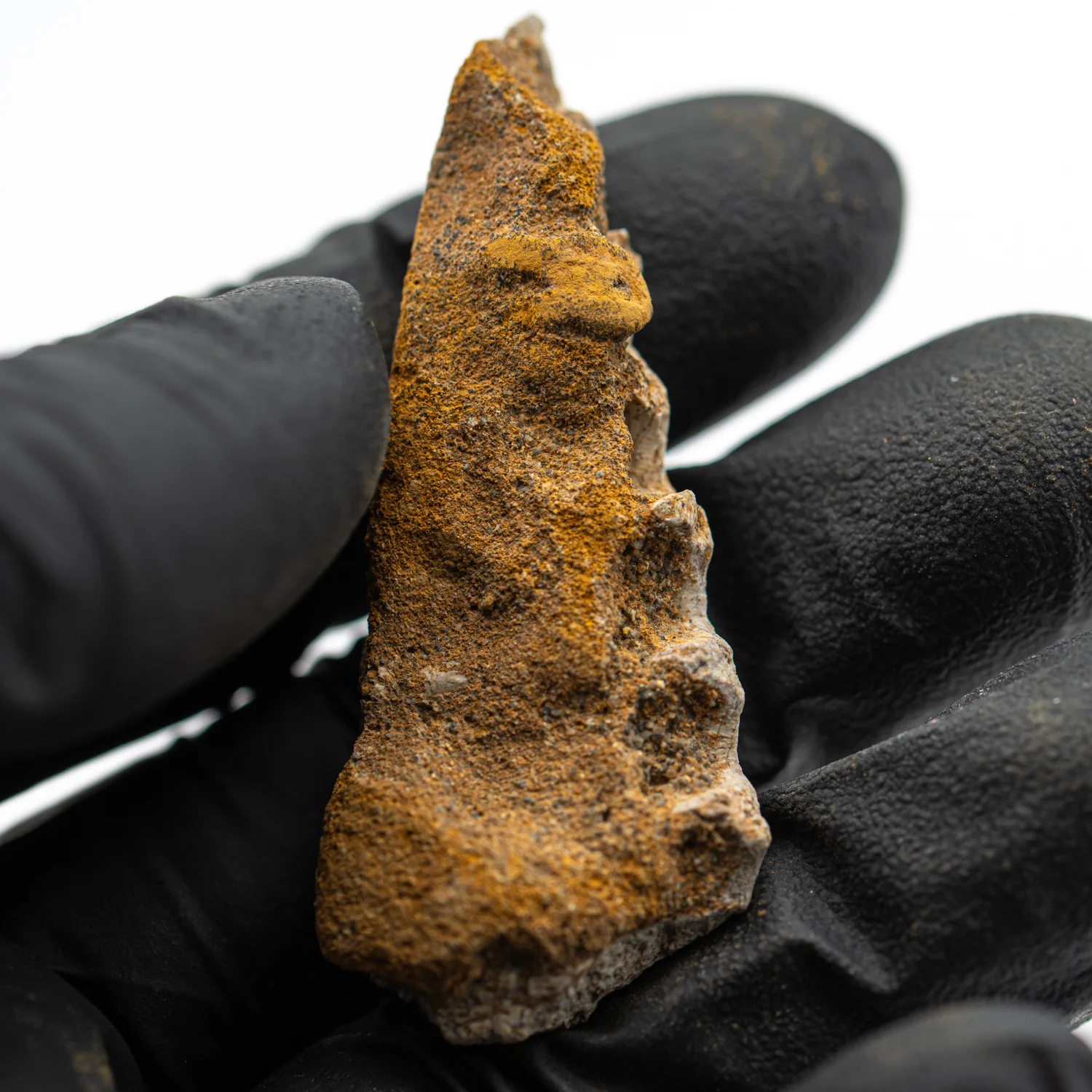 Kritosaurus Bone - 2.110" - Image 4