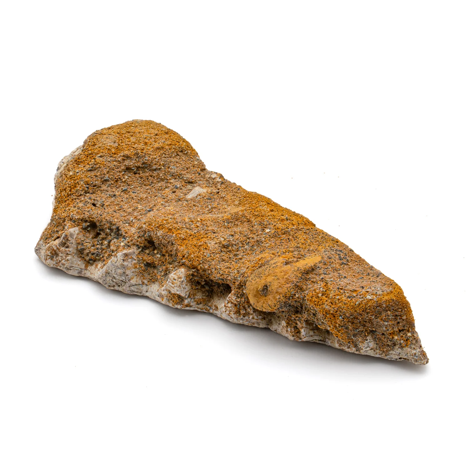 Kritosaurus Bone - 2.110" - Image 5