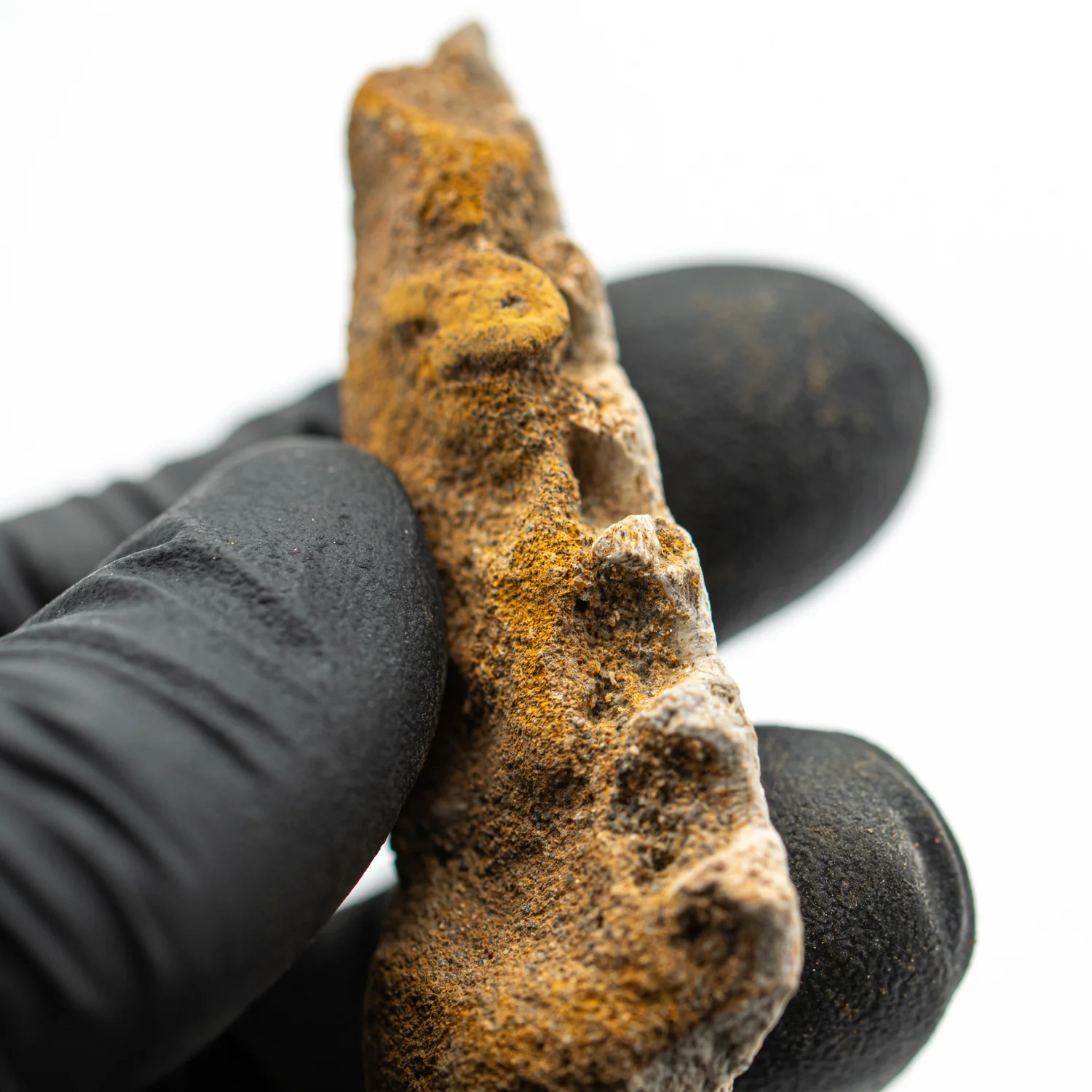 Kritosaurus Bone - 2.110" - Image 6