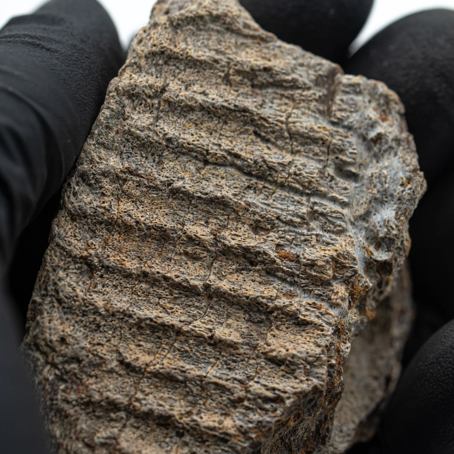 Kritosaurus Bone - 2.544" - Image 2